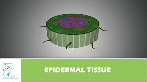 Cells are thin walled, transparent to allow sunlight in. Epidermal Tissue Youtube