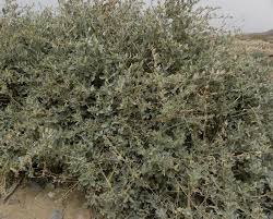Image result for Atriplex halimus