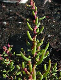 Image result for Suaeda sp. B