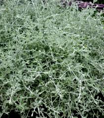 Image result for Helichrysum asperum