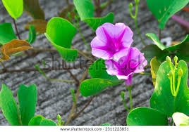 Image result for Ipomoea venosa