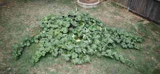How do you grow pumpkins from seeds? How To Grow Your Own Pumpkins Smart Pot Blog