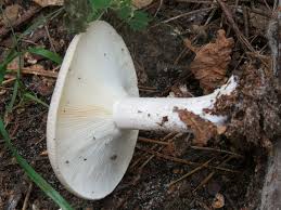 Image result for Clitocybe multiceps