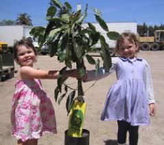 An avocado tree grown from a pit could eventually bear fruit, of course, but that first fruit would be long in coming and of. You Need An Avocado Tree Attracting Wellness