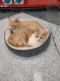 Every day, you can adopt a pet in a petco store. Cat For Adoption Itty Pumpkin Bonded Pair Visit Us At Petco Costa Mesa A Tabby Mix In Tustin Ca Petfinder