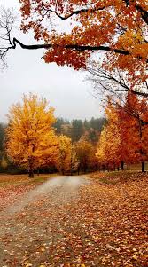 Capturing the Aesthetics of the Fall Season : Autumn Timeless Landscape 1 -  Fab Mood | Colour + Mood + Style Inspiration