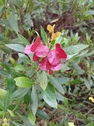 Image result for Dodonaea viscosa