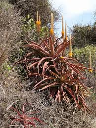 Image result for Aloe spicata