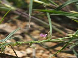 Image result for Polygala erioptera