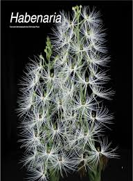 Image result for Habenaria arenaria