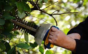 Benefits of pruning fruit trees. The Benefits Of Pruning Your Fruit Trees Gingerhill Farm Retreat