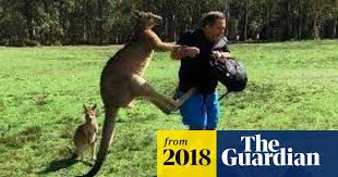 Kangaroo attacks on tourists prompt warnings to stop feeding them ...