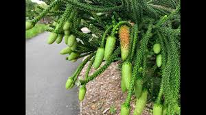 Image result for Araucaria columnaris