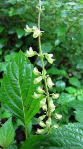 Image result for Orthosiphon thymiflorus