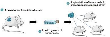 Moreover, ethical and safety concerns require that drugs be proven safe with certain levels of efficacy before they are approved for medical use. Syngeneic Mouse Models Oncology Genoway