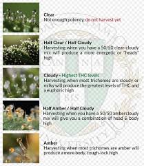 curious about trichomes appearance the harvest i love