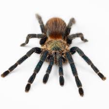 Image result for Tridactyle gentilii