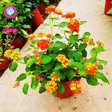Photos, address, and phone number, opening hours, photos, and user reviews on yandex.maps. Perenne Semillas Flores Lantana Para Mariposas Y Colibries Para Jardin Hogar Patio Balcon Qhydz Garden 50 100pcs Raras Semillas Flores De Lantana Camara Bonsai Flores Jardin Sypialniaplus Pl
