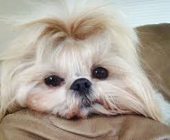 Meet Dolly Click On The Link Above To View The Face Of Baby Face Shih Tzu Call 347 539 2361 To Ask About Other Shih Tzu S A Shih Tzu Puppies Shih Tzu Puppy