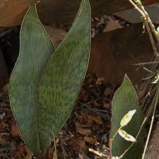 Image result for Sansevieria hyacinthoides