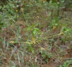 Image result for Cyperus sphacelatus