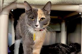 ‪What Makes Cats Tick(ed)? Studying the DKK4 Gene - Dakin Humane Society‬‏