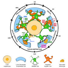 You will be using the microscope in your biology study. Stellate Cells Hepatocytes And Endothelial Cells Imprint The Kupffer Cell Identity On Monocytes Colonizing The Liver Macrophage Niche Sciencedirect