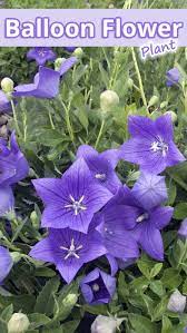 Balloon Flower Plant Recommended Tips Balloon Flowers Purple Flowers Garden Planting Flowers