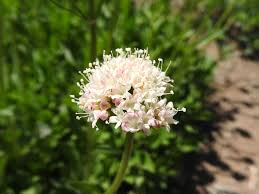 Image result for Valeriana capensis