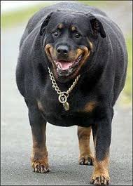 50 ideias de animais gordos e ultrafinos | gordo ...