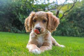Why Do Dogs Lick Their Lips Great Pet Care