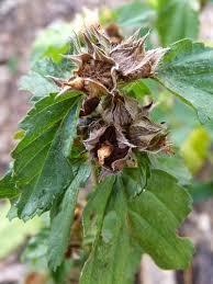 Image result for Malvastrum coromandelianum