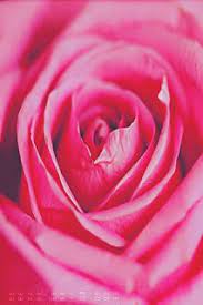 خلفيات ايفون ورد جميلة جدا iphone flower background flower backgrounds iphone wallpaper iphone