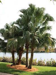Ribbon Fan Palm Tree Livistona Decipiens Palm Trees Fan Palm Palm Tree Care