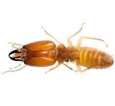 Maybe you would like to learn more about one of these? Termites Dewey Pest Control