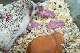 He looks relaxed!oh hey, watch our new video of of cat getting massaged with an electric massager! Baby Hedgehog Bathing Correct Techniques To Use African Pygmy Hedgehogs
