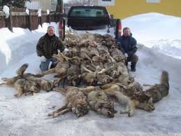 What are bad things about wolves? New Update 25 2 2017 Italy The Latest Country To Permit Killing Of Wolves