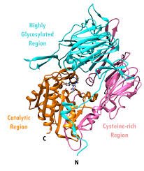 Image result for Alogliptin