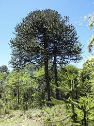 Image result for Araucariaceae
