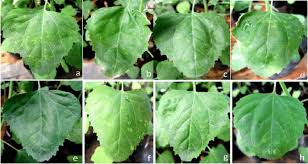 Penyebabnya antalain, kriting daun, daun kuning tipis. Gambar 2 Lesio Lokal Pada Daun Tanaman Uji Chenopodium Amaranticolor Download Scientific Diagram