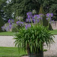 Image result for Agapanthus codii