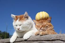 Cybergata Cats Cute Animals Pets