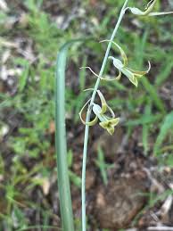 Image result for Dipcadi vaginatum