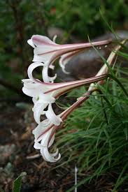 Image result for Lilium formosanum