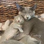 Russian Blue For Sale - Hoobly Classifieds