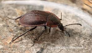 Image result for Agelanthus sp. aff. A. brunneus