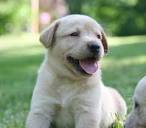 Labrador Retriever Breeders & Puppies For Sale In PA