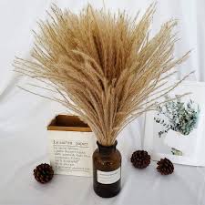We did not find results for: Buy 60 Pcs Natural Dried Pampas Grass Reed Grass Plume Dried Flower Phragmites Communis For Wedding Flower Arrangements Home Decor Online In Taiwan B08hz3hp5d