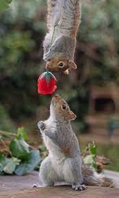 What Do Squirrels Like To Eat Squirrels Feeding Anifa Blog Cute Animals Animals Cute Baby Animals
