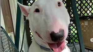 Walter surface technologies provides abrasives, power tools, tooling, welds cleaning, chemical tools & environmental solutions for the metal working industry since 1952. Fact Check Did Walter The Meme Dog Die Due To Gunshot Wounds In Philadelphia